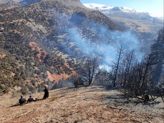 Ёнғинлар экотизимга катта талофат етказмоқда!