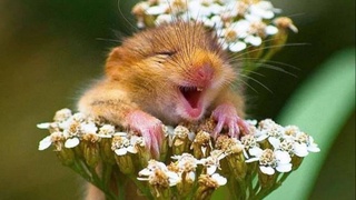 Жара до +40 градусов ожидается на выходные