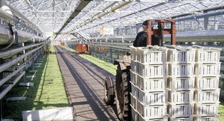 Хитой Ўзбекистонда ўсимликлар лабораторияларини модернизация қилиш учун маблағ ажратди