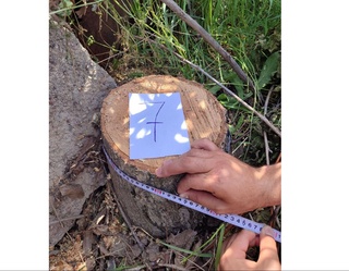 Тошкент вилоятида дарахт кесилиши оқибатида табиатга қарийб 500 млн сўмлик зарар етказилди