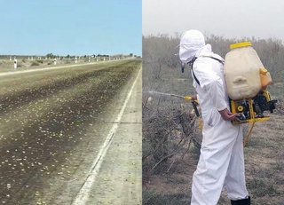 Buxoro va Xorazmni bogʻlovchi yoʻlni chigirtkalar bosdi