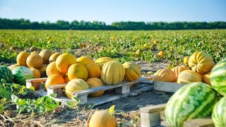 Эффективное использование земель обеспечивает занятость и доход населения