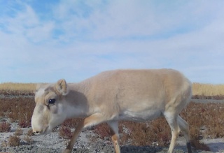 Аралқұм ұлттық табиғат бағында ақбөкен фототұзаққа түсіп қалды