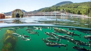 Лица, наладившие разведение рыбы на основе кооперации, освобождаются от всех налогов