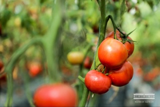 Булоқбошида иссиқхонадан 1 миллиард сўмлик маҳсулот  экспорт қилинаяпти