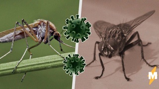 Насекомые не распространяют коронавирус