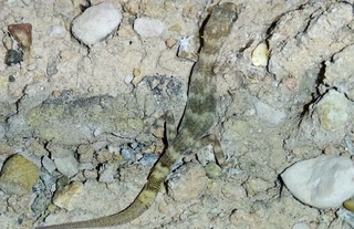 Fargʻona vodiysidan gekkonlarning jahon faunasi uchun yangi turi topildi