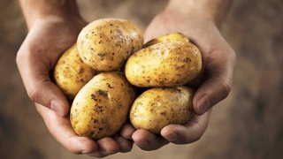 Импорт қилинган 309 тонна уруғлик картошкалар номувофиқ деб топилди