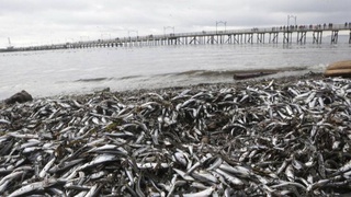 Сотни тонн мертвой рыбы выбросило на берег Японии