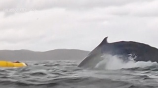 Humpback whale briefly swallowed a kayaker off the coast of Chile