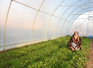 Issiqxona — tomorqa yerlarida daromad manbai