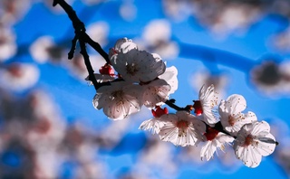 Дам олиш кунлари ҳаво илиқ бўлади