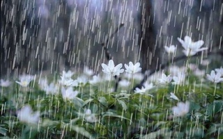 18-20 aprel kunlari  kuchli yog'ingarchilik kutilmoqda