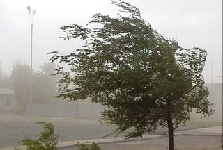 В Ташкенте наблюдается сильный ветер: жителям рекомендуют соблюдать осторожность