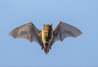 В Китае обнаружили новый коронавирус