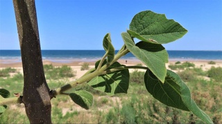 «UzAuto» озеленяет Арнасайскую заповедную зону: «Мы за чистую экологию»