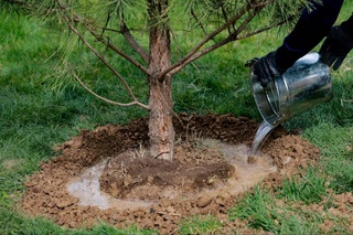 «Яшил Макон»: в весенний сезон по всей республике высадили более 127 миллионов саженцев деревьев