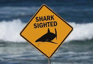 Акула стала причиной гибели женщины в Австралии