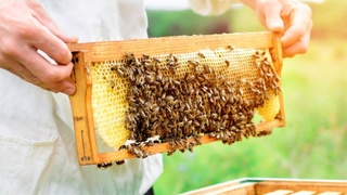 СГМ «Гулобод»: пчеловодство - прибыльное дело