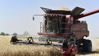 Оққўрғонлик ғаллакорларнинг муваффақияти