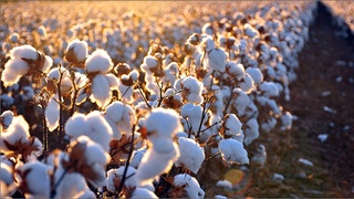 Англиянинг юқори суди ўзбек пахтасини Европа Иттифоқига экспорт қилишга қарши даъвони рад этди