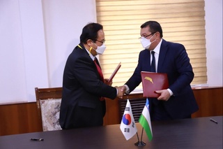 Янгийўлда женьшень ўсимлиги парваришланади 