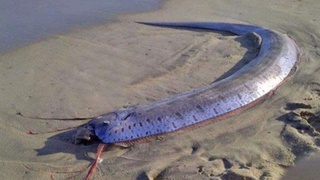 Селдлар қироли Тўдакўл соҳилига қандай келиб қолган?