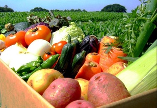 Узбекистан готовится к широкомасштабной сельскохозяйственной переписи