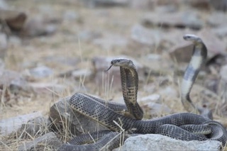 23 редкие змеи возвращены в дикую природу Сурхандарьи