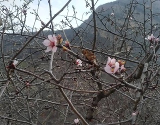 В Сурхандарьинской области зацвел миндаль
