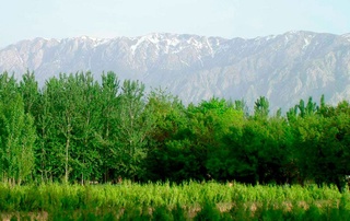 ​Ўрмон хўжалиги техникуми ташкил этилади ва битирувчилари ОТМда 2-курсдан ўқишини давом эттириш ҳуқуқига эга бўлади