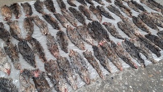 В автомобиле обнаружены незаконно перевозимые шкурки ондатры