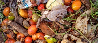 FAO: dunyoda har yili 570 million tonna oziq-ovqat isrof qilinmoqda