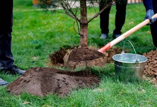 «Яшил макон»: в Кашкадарьинской области посадили более 4,5 млн саженцев деревьев