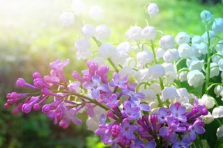 Май ойида ёғингарчилик меъёрдан кам, баъзи жойларда меъёр атрофида бўлиши кутилмоқда