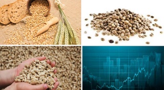 На Узбекской республиканской товарно-сырьевой бирже снизились цены на технические семена, пшеницу и комбикорм