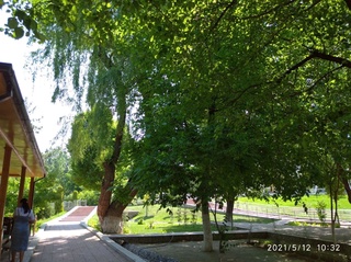 Жонга мадор-танга қувват асли дарахтлар!