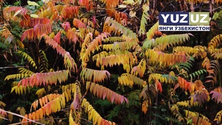 Дам олиш кунлари ёғингарчилик кутилмайди — “Ўзгидромет“