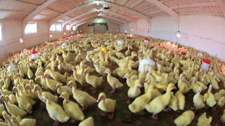 A duck cluster will appear in the Tashkent region