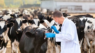 Агросектор и животноводство: новый этап развития