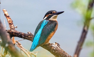 1 апреля - Международный день птиц