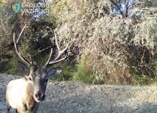 “Қизилқум” давлат қўриқхонасидаги фотоқопқонга хонгул ва тўнғиз тушиб қолди