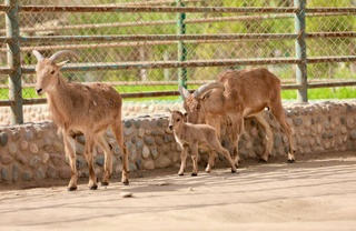 Термиз ҳайвонот боғида иккита ноёб жонивордан насл олинди