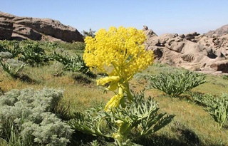 В Узбекистане введен мораторий на таджикскую ферулу