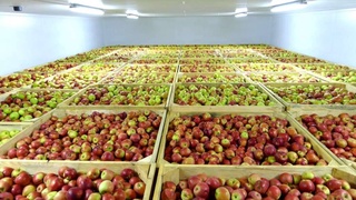 Фермер хўжалигида 400 тонна сиғимидаги совуқхона қурилди