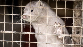 Убитые в Дании норки продолжают беспокоить местных жителей