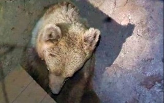 Айиқ ёввойи табиатга қайтарилади