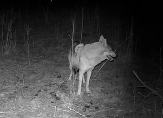 “Юқори Тўпаланг” миллий табиат боғида бўри фотоқопқонга тушиб қолди