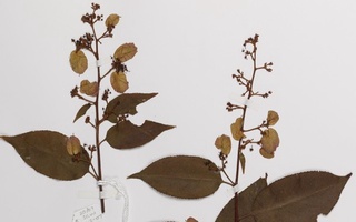 Olimlar artrit rivojlanishiga to'sqinlik qiluvchi o'simlik birikmasini aniqlashdi