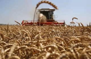 Dehqonlar gʻallani 1-iyuldan boshlab ochiq birja savdolarida sotishni boshladi